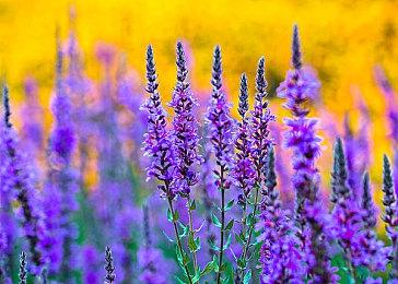 青年潜入商店偷窃宝可梦卡片 被美国警察当场击毙